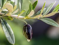 Olive oil, benefits, properties and application