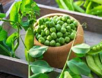 TOP 15 recipes for pickling green peas for the winter at home, with and without sterilization