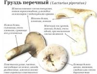 How to marinate deliciously and what are the benefits of milk mushrooms